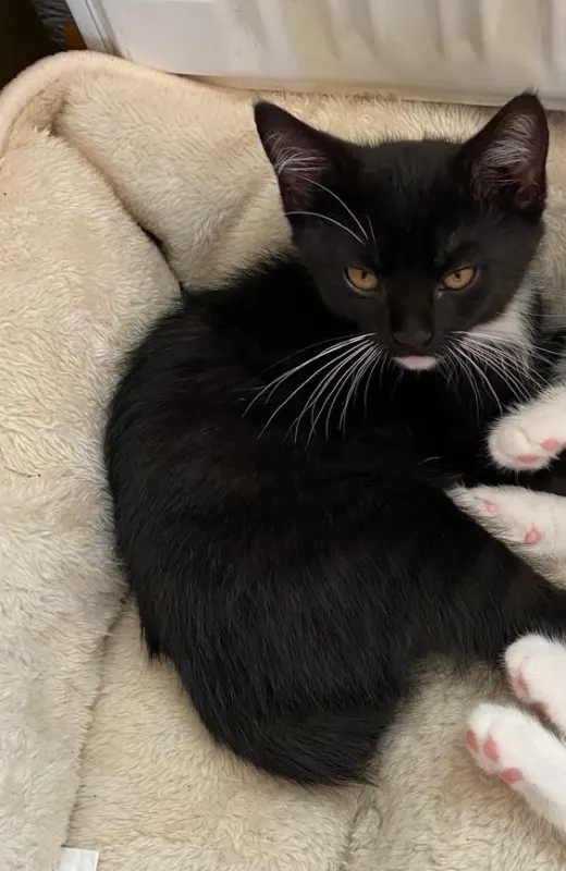Blacky, Freiberg