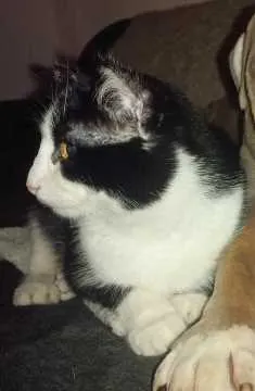 Peanut, Niederfischbach