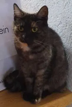 Lucy, Westerstede