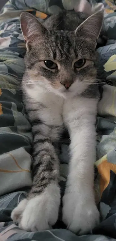 Loki, Essen