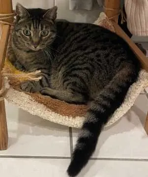 Cleo, Twistringen