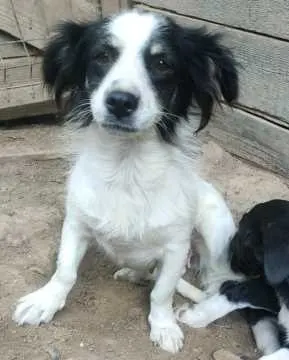 Bella, Stuttgart