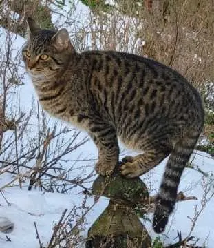Milo, Döbeln