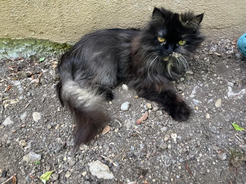 Minou, Donauwörth