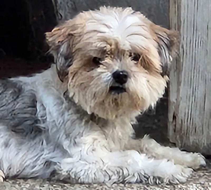 Daisy, Ketzin/Havel