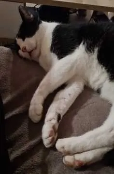 Felix, Freilassing