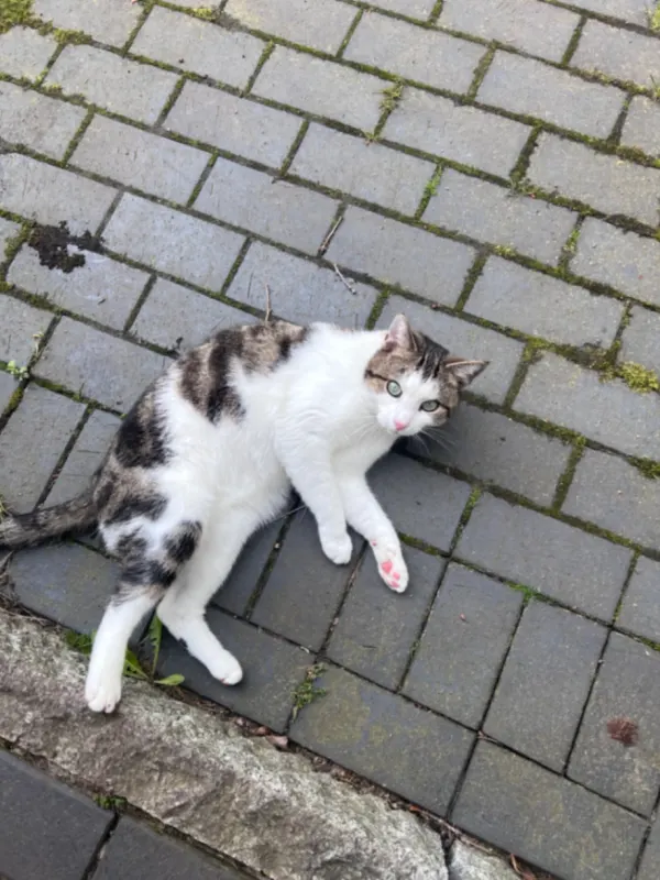 Samy, Buchholz in der Nordheide
