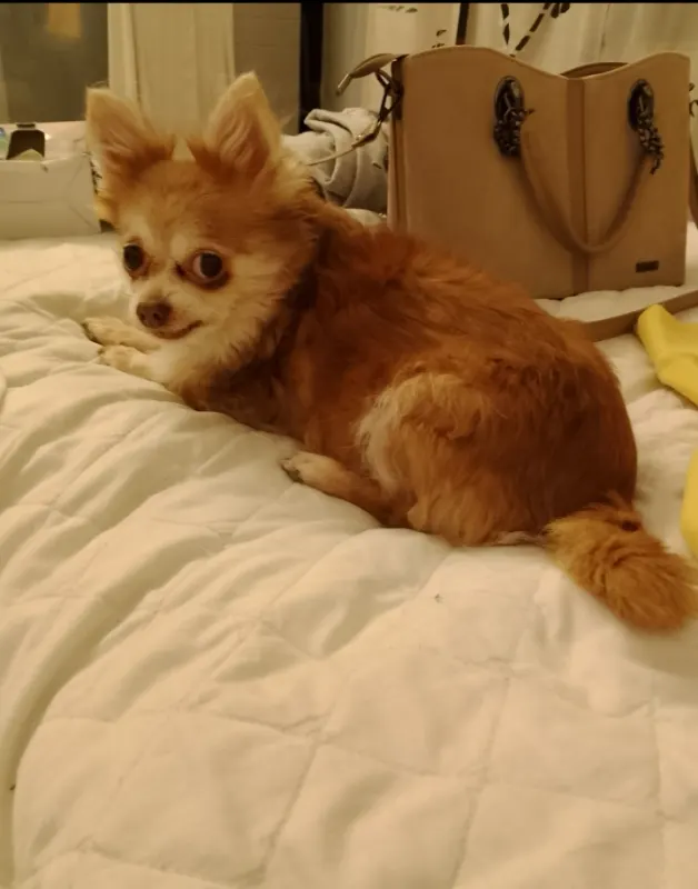 Bella, Baunatal