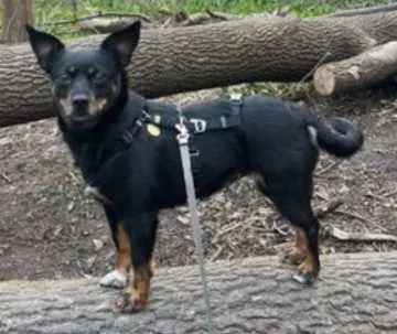 Holly, Leipzig