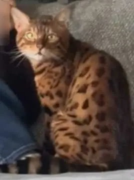 Simba, Eitorf