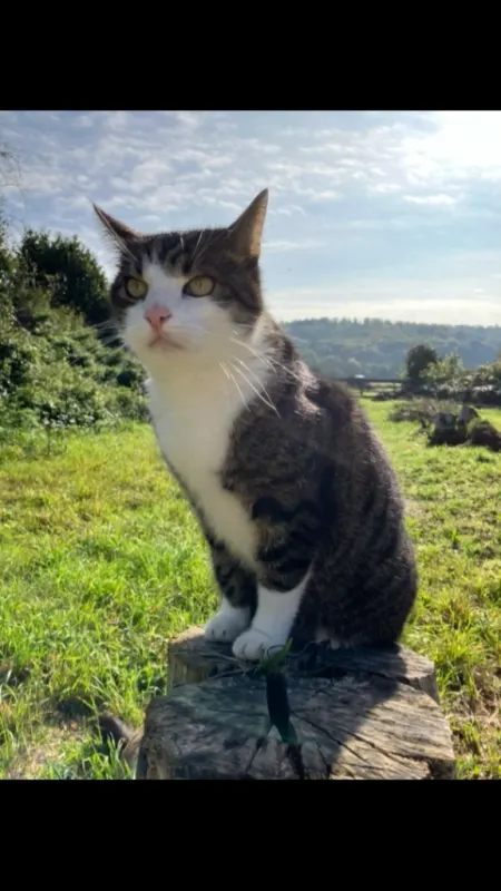Sammy, Ober-Ramstadt