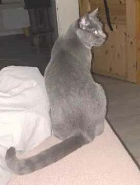 Simba, Hagen