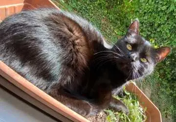 Lizzy, Arnsberg