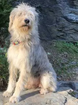 Bobby, Gefell