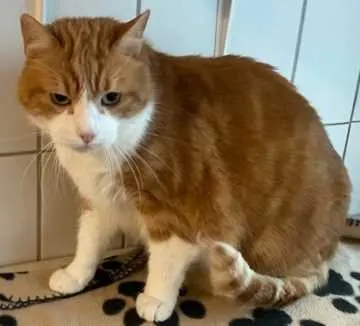Garfield, Winkelhaid
