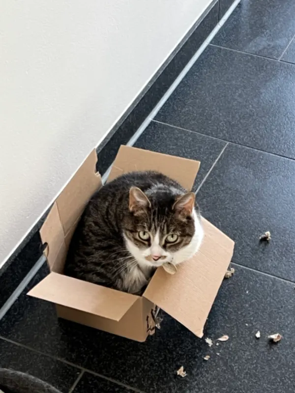 Kitty, Löhne