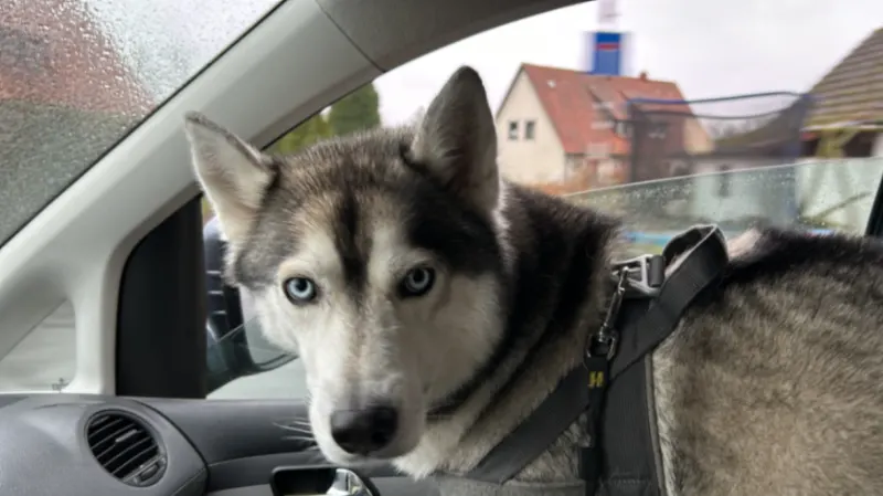 Ares, Lüneburg