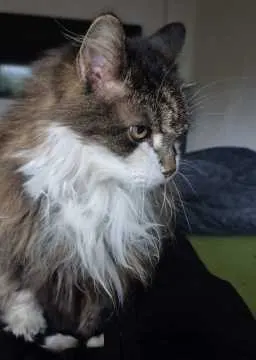 Gizmo, Hilchenbach