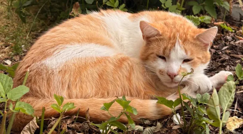 Simba, Oberkotzau