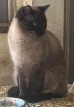 Simba, Lindlar