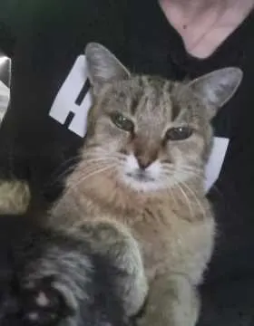 Mia, Steinen