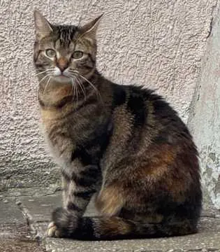 Cloe, Einhausen