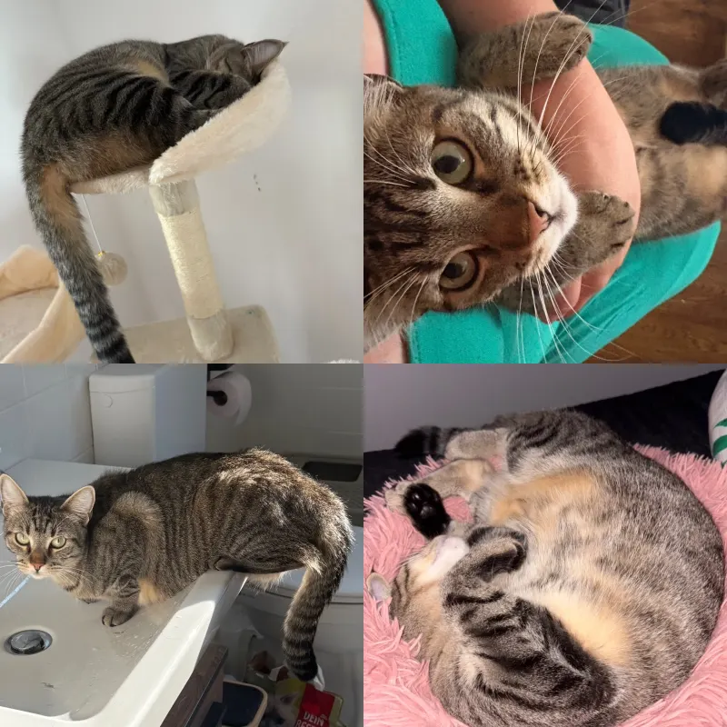 Muffin, Müllheim