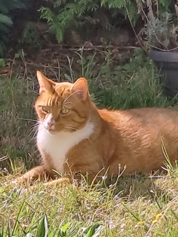 Tommy, Herborn