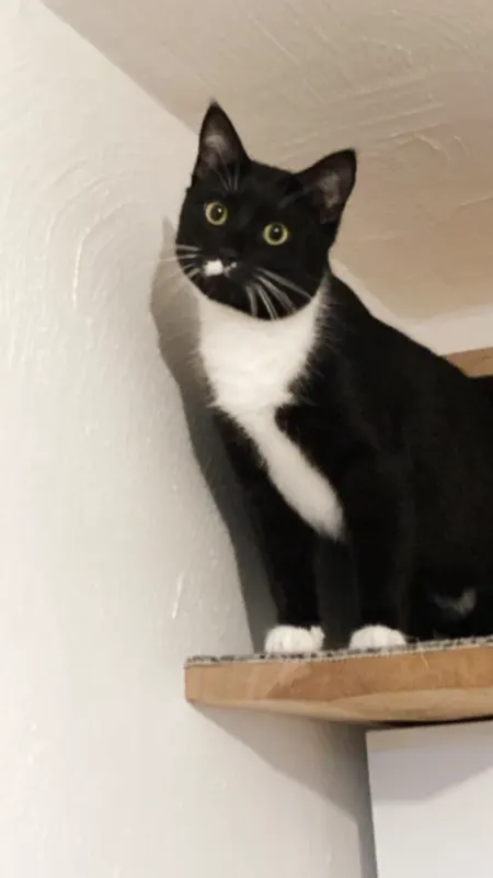 Kissa, Gütersloh
