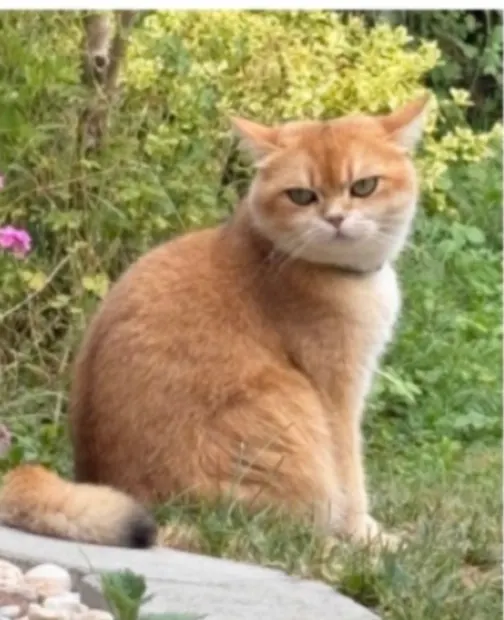 Maja, Bad Vilbel