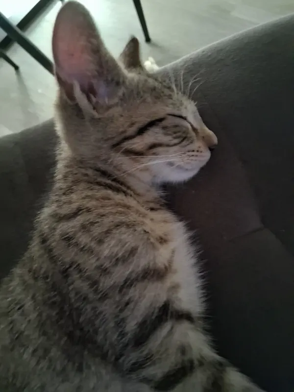 Yuki, Niederrad