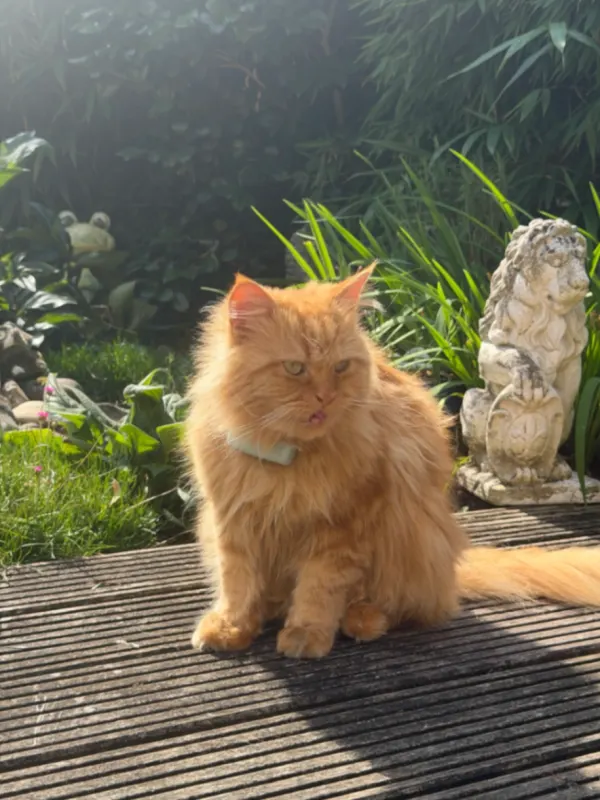 Amigo, Gütersloh
