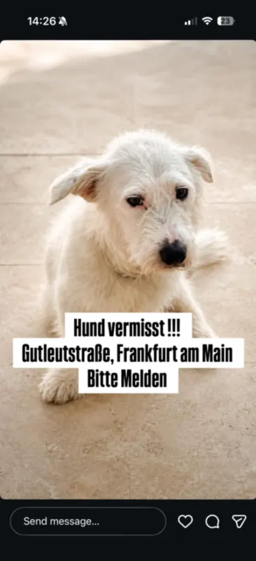 Snoopy, Frankfurt am Main