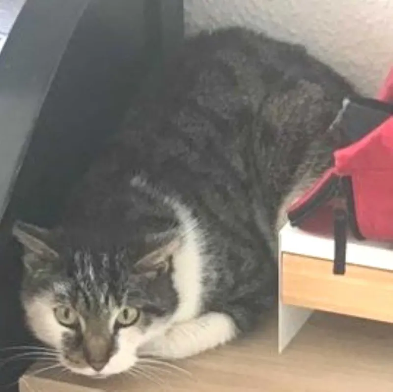 Spike, Frankfurt am Main