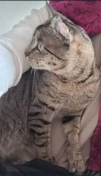 Simba, Rinteln