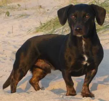 Eddie, Hamm