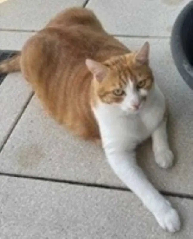 Leo, Bodman-Ludwigshafen