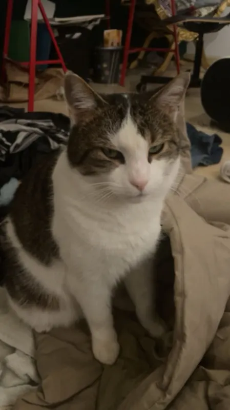 Rocksy, Much