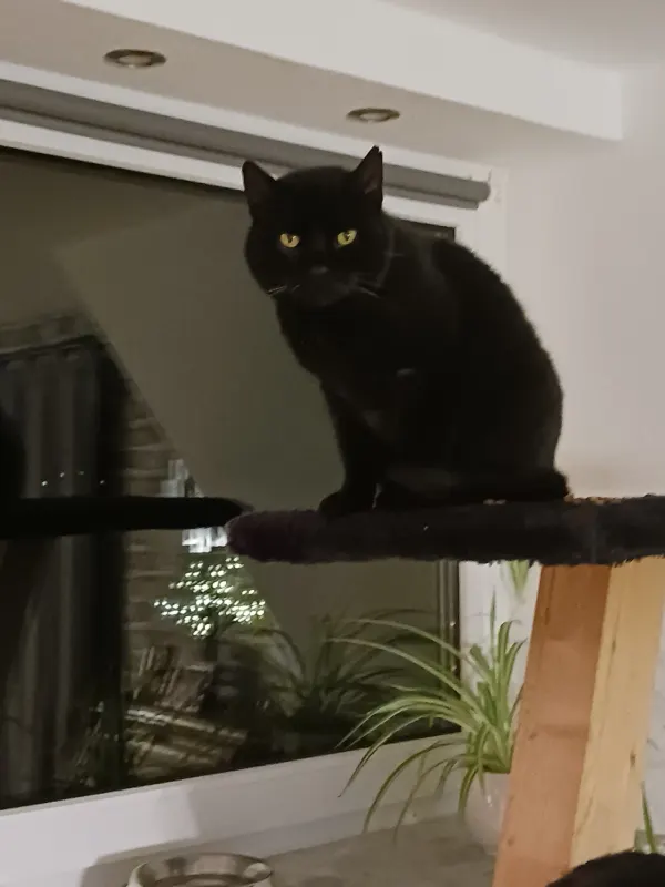 Mika, Overath
