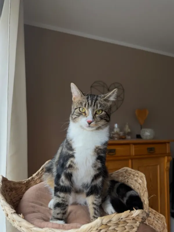 Simba, Overath