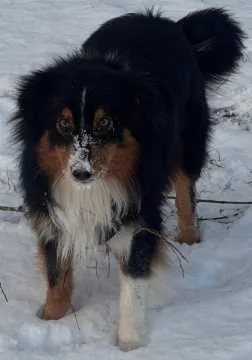 Benno, Ventschow
