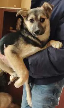 Peanut, Zülpich