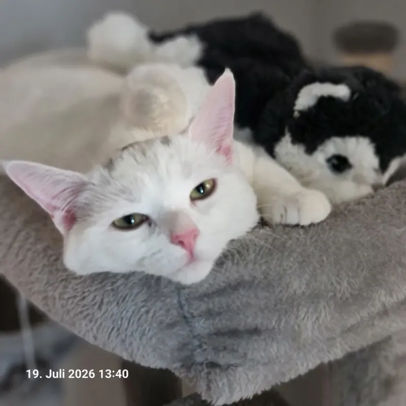 Chloe, Freiburg