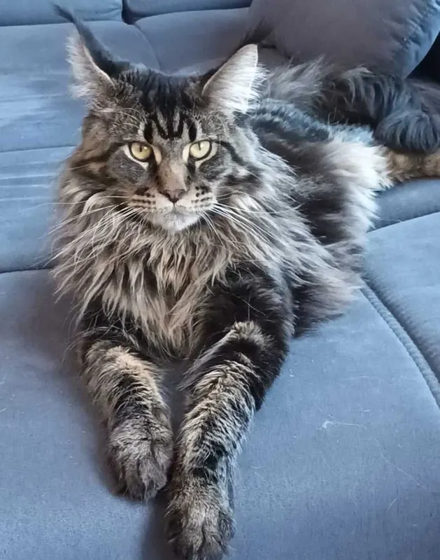 Diego, Schwelm