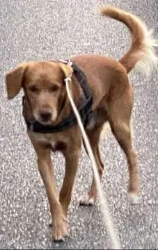 Hugo, Löhne
