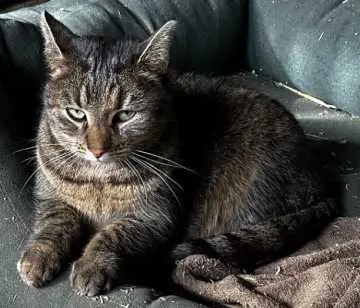 Kitty, Usingen