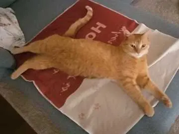 Felix, Bad Arolsen
