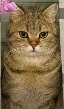 Oscar, Büren
