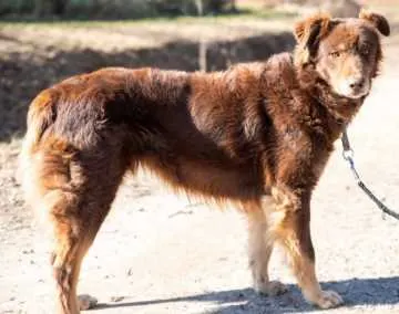 Hermine, Rüdershausen