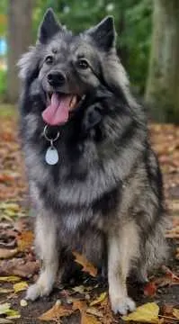 Toffee, Oberhausen